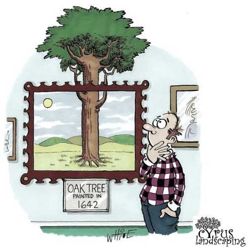 Calgary lawn mowing edging grass cutting Cyrus landscaping Low